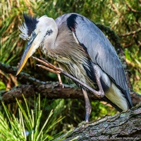 Great Blue Heron, Scratching an Itch, Veterans Park Rookery