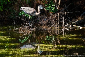 Great Blue Heron, Watching for Fish, Veterans Park Rookery