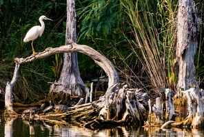 Snowy Egret Above the Turtles, Veterans Park Rookery