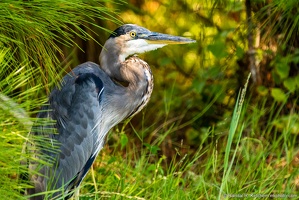 Great Blue Heron Amongst the Pines