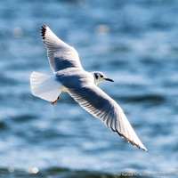 Bonaparte's Gull, Okaloosa Island