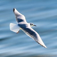 Bonaparte's Gull, Okaloosa Island, Water Blur