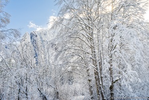 Big Four Mountain Trees in Winter
