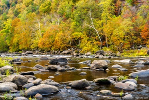 New River, Fall Color, White Trees