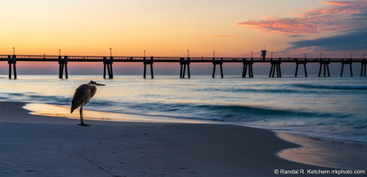 Heron at Sunrise, Resting, Okaloosa Island Pier